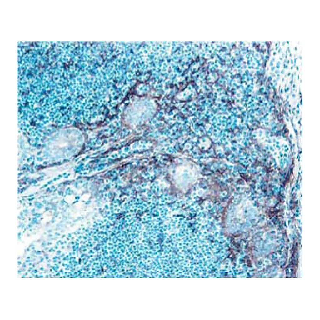 BD Purified Rat Anti-Mouse CD106