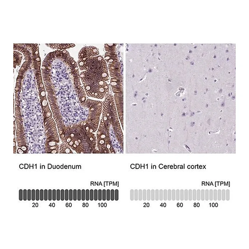 Merck Monoclonal Anti-CDH1 antibody produced in mouse