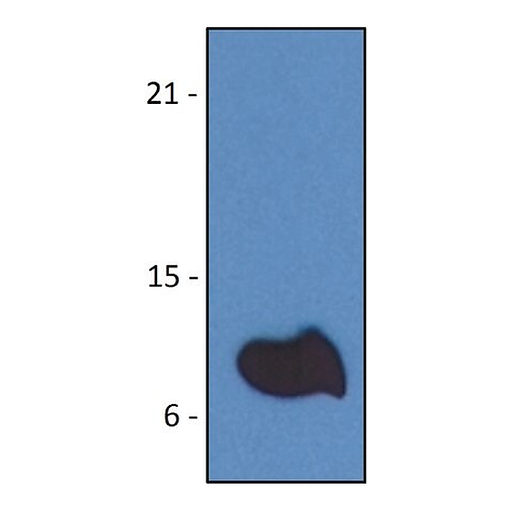 Merck Monoclonal Anti-B2M antibody produced in mouse