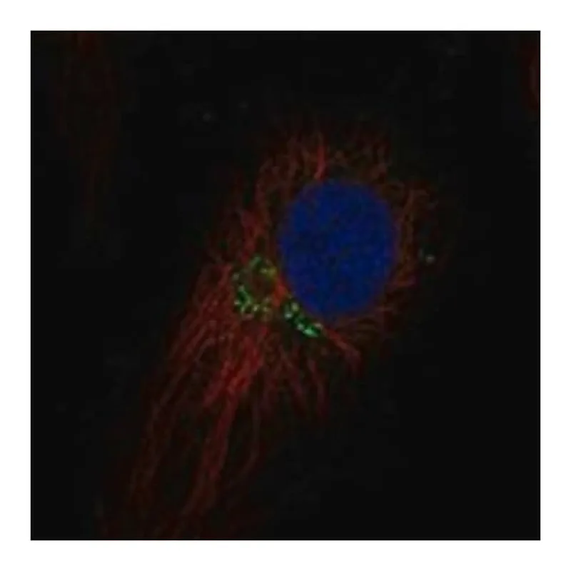 Merck Anti-TEX26 antibody produced in rabbit