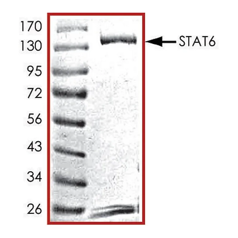 Merck STAT6, GST tagged human