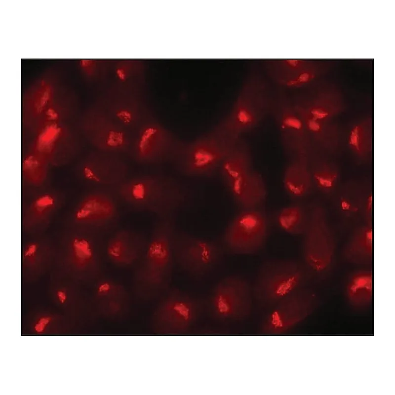 Merck Anti-Sec23 antibody produced in rabbit