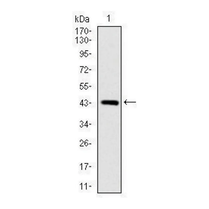 Merck Monoclonal Anti-SOX9 antibody produced in mouse