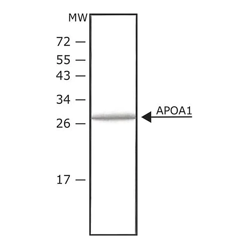 Merck Apolipoprotein A-I human
