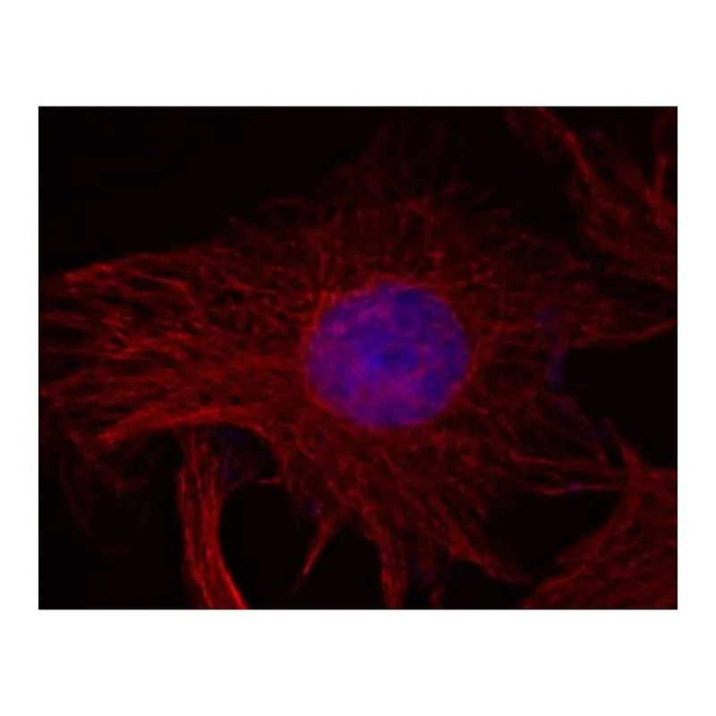 Thermo Fisher Scientific Rabbit anti-Mouse IgG (H+L) Superclonal Secondary Antibody, Alexa Fluor 647