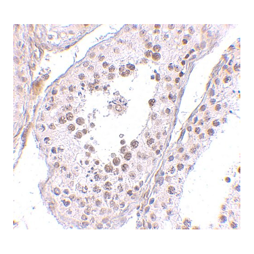 Merck Anti-MED4 antibody produced in rabbit