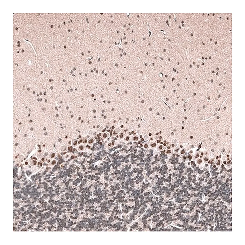 Merck Monoclonal Anti-GLI1 antibody produced in mouse