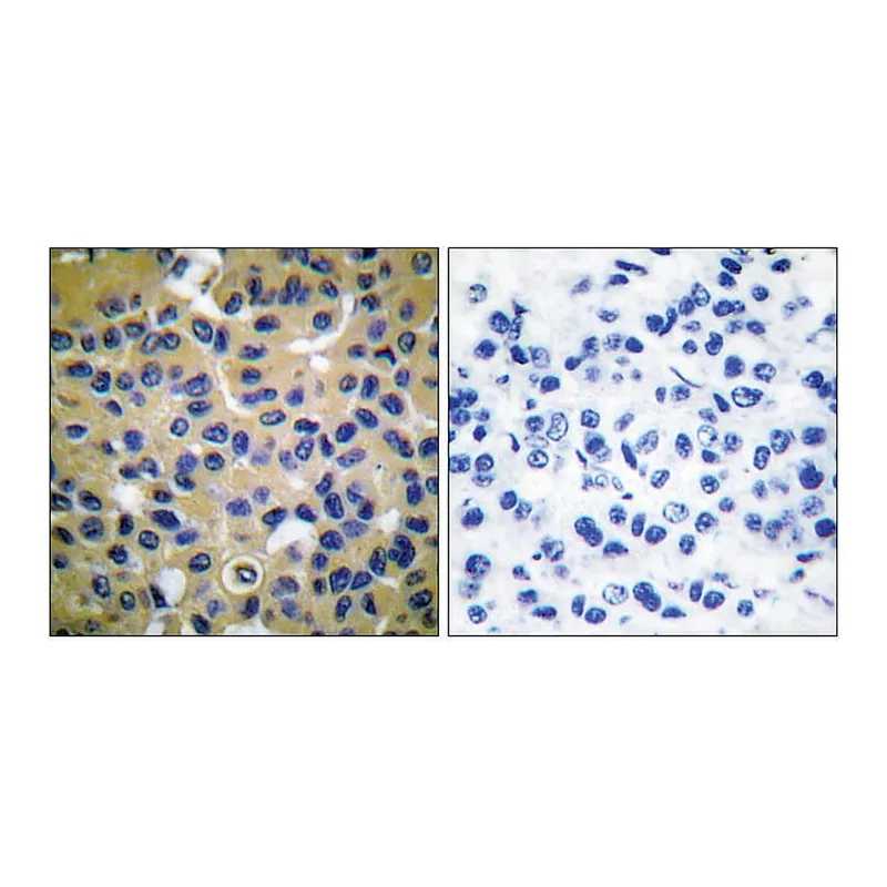 Merck Anti-Collagen II antibody produced in rabbit