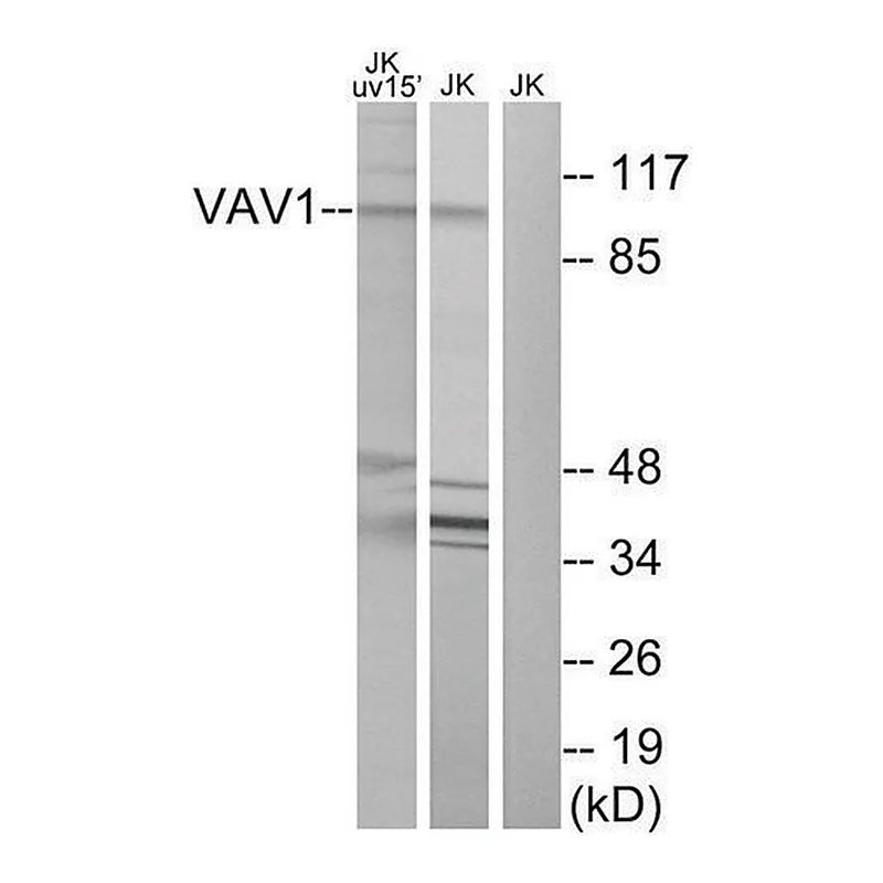 Merck Anti-VAV1 antibody produced in rabbit