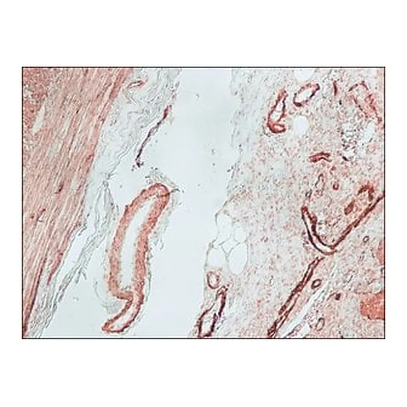 Merck GOAT ANTI-MOUSE IGG (FC SPECIFIC) BIOTI&