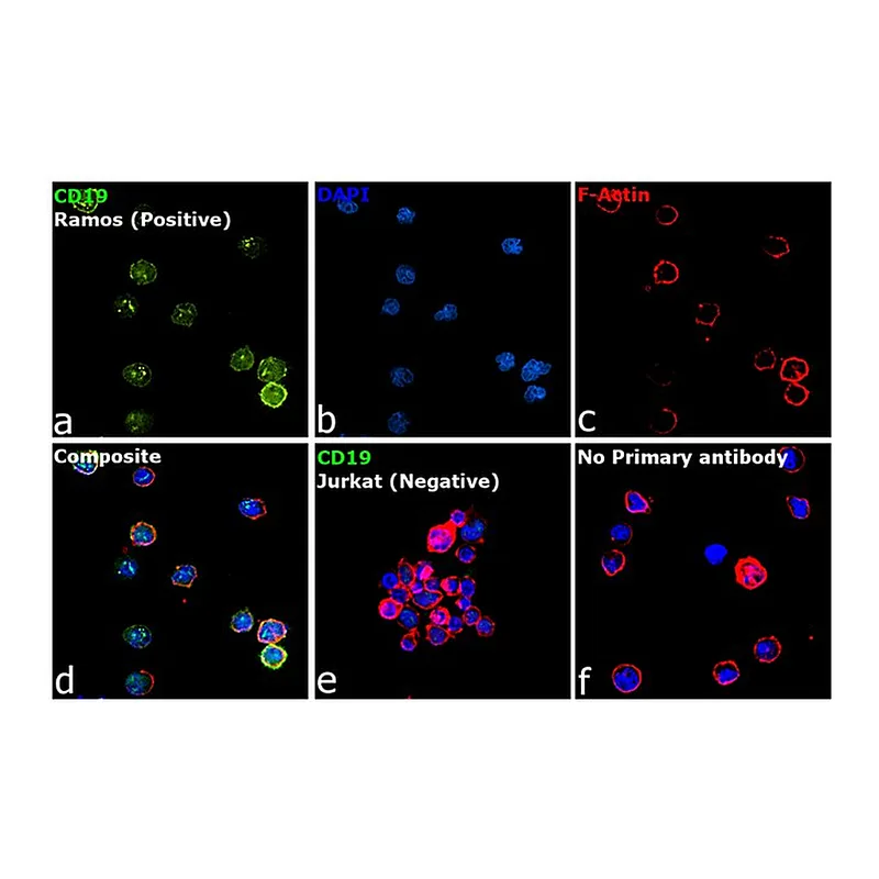 Thermo Fisher Scientific Mouse anti-Rat Kappa Light Chain Secondary Antibody, FITC