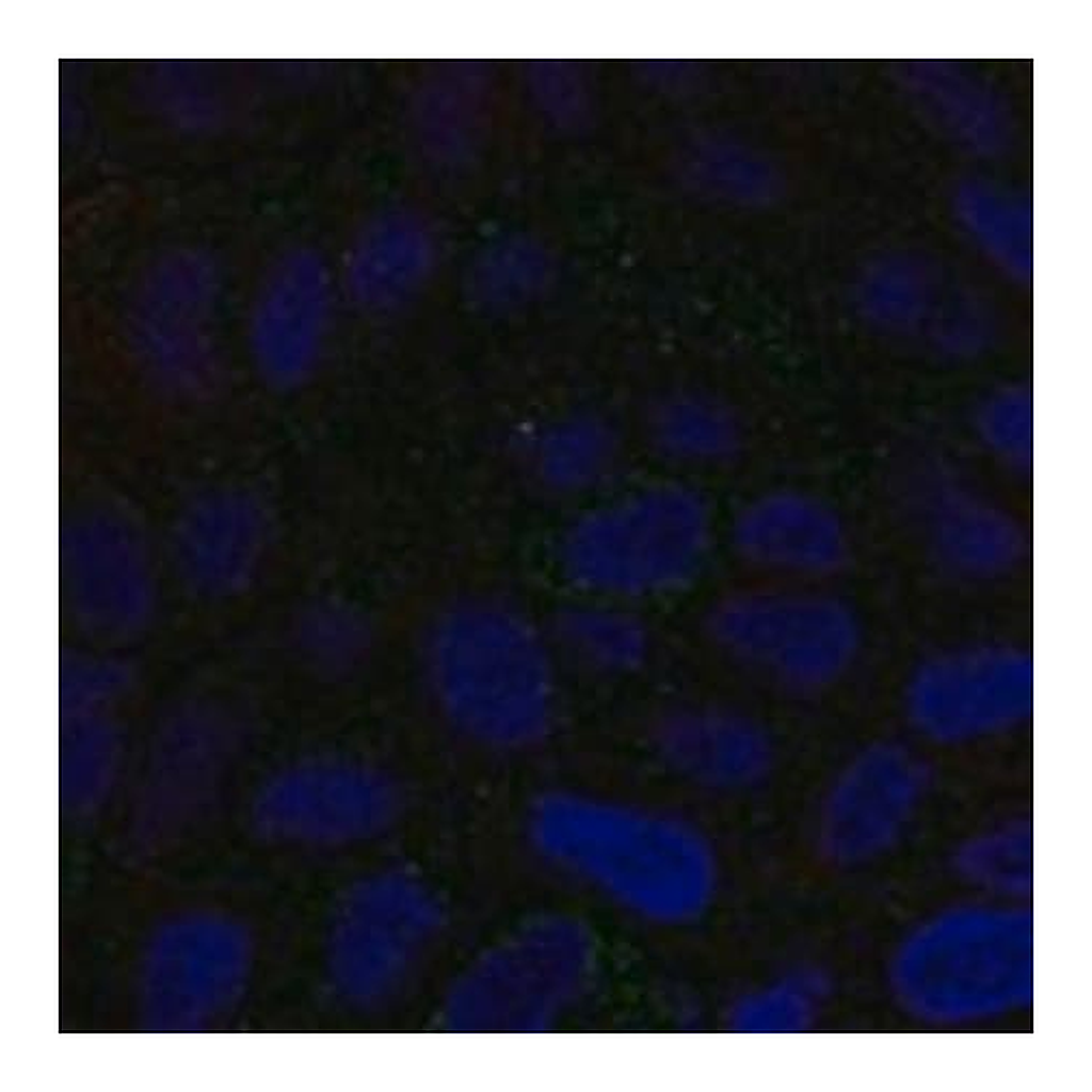 Merck Anti-CMTM6 antibody produced in rabbit