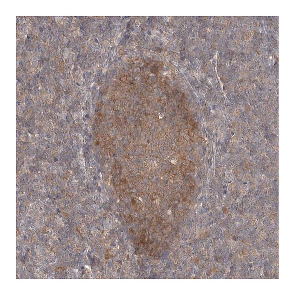 Merck Anti-NDOR1 antibody produced in rabbit
