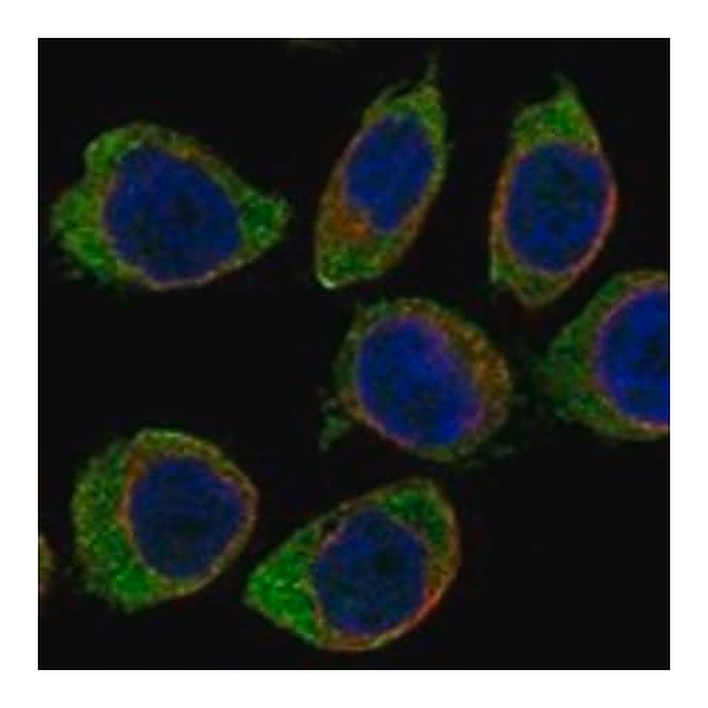 Merck Anti-CD300A antibody produced in rabbit