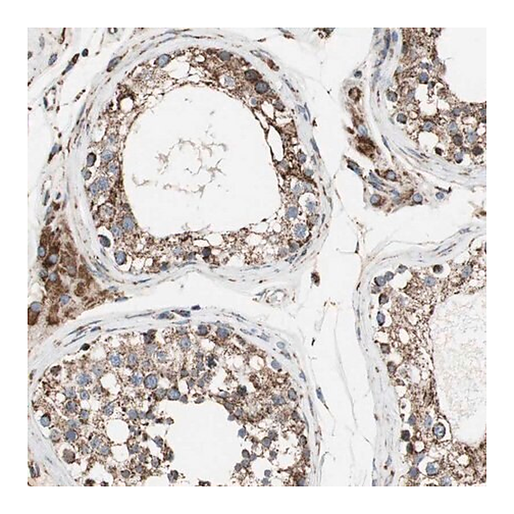 Merck Anti-PCSK4 antibody produced in rabbit