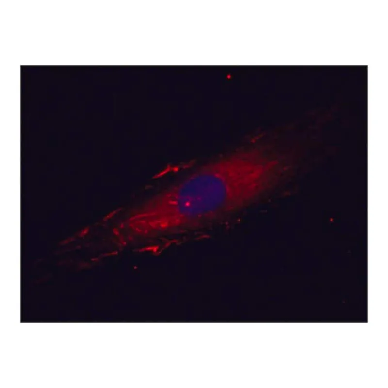 Merck Anti-Fibronectin antibody, Mouse monoclonal