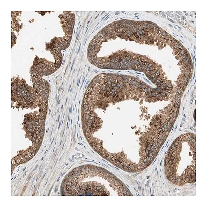 Merck Anti-USP2 antibody produced in rabbit