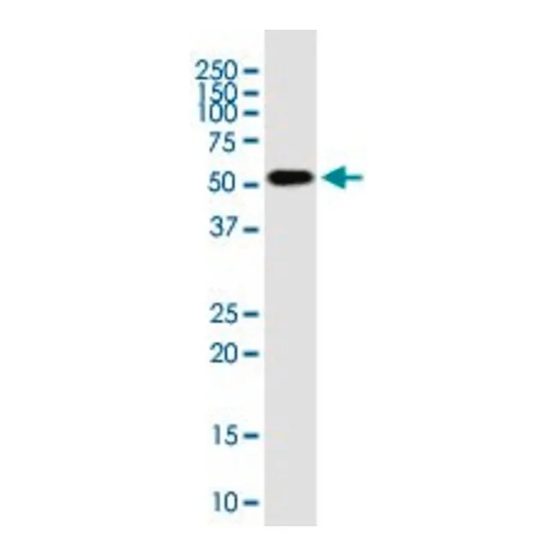 Merck Monoclonal Anti-RNPS1 antibody produced in mouse