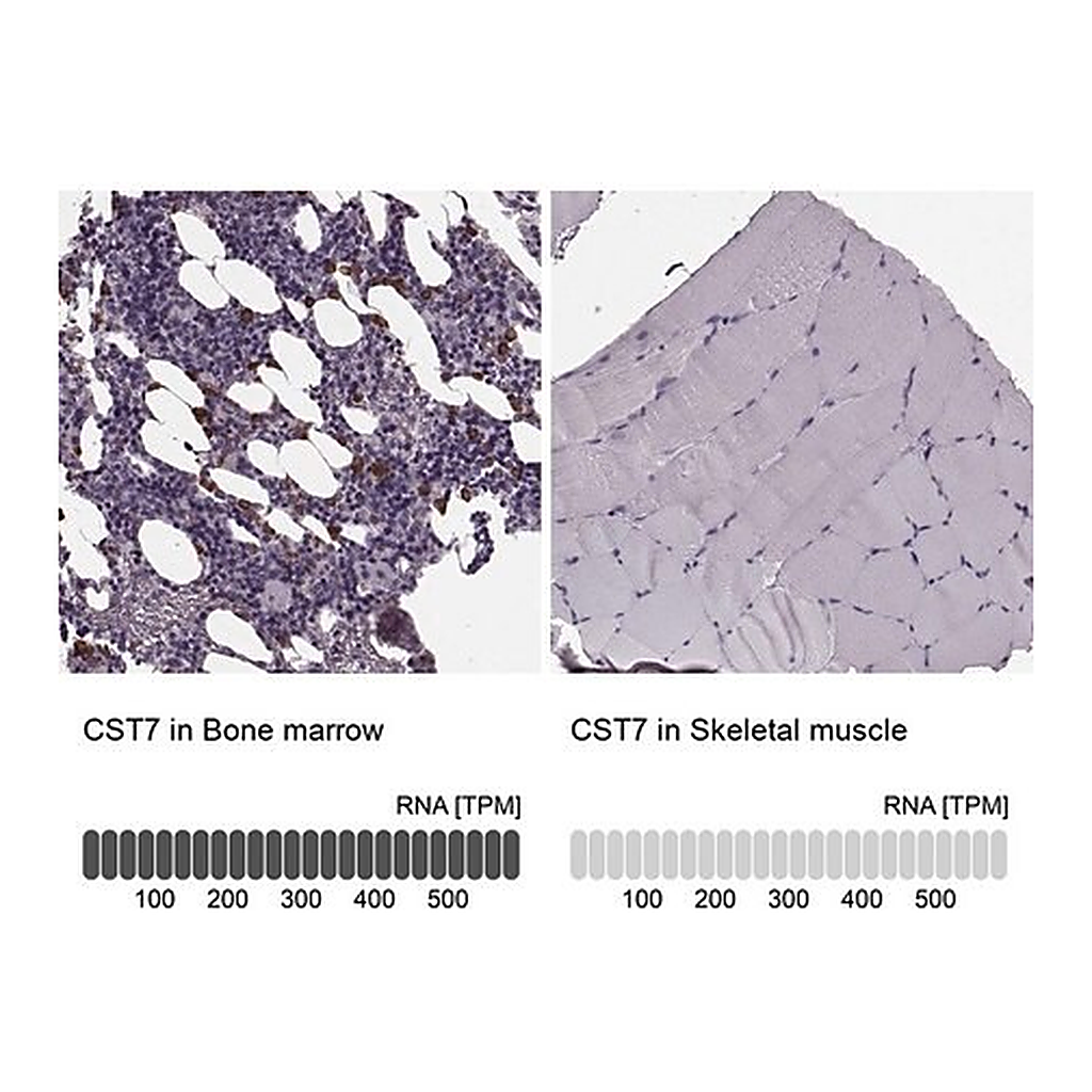 Merck Anti-CST7 antibody produced in rabbit