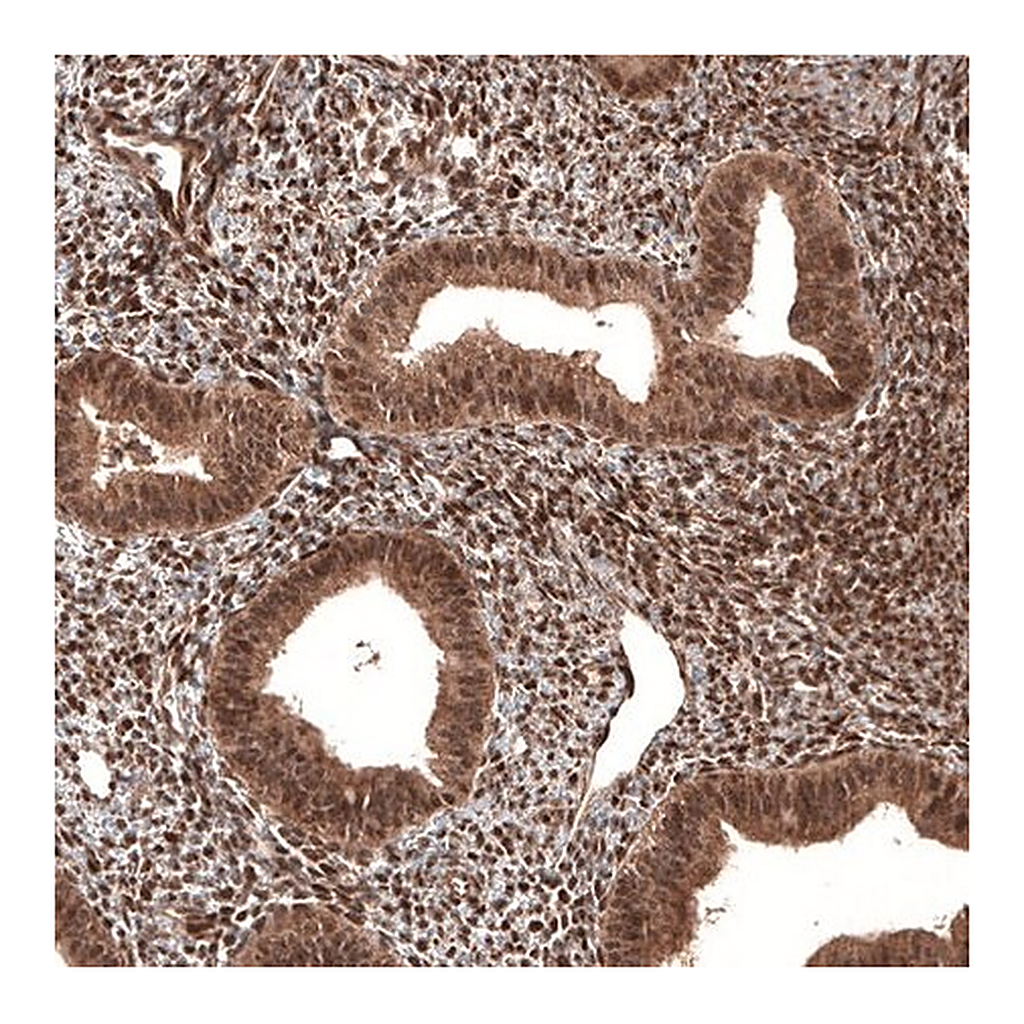 Merck Monoclonal Anti-CDK4 antibody produced in mouse