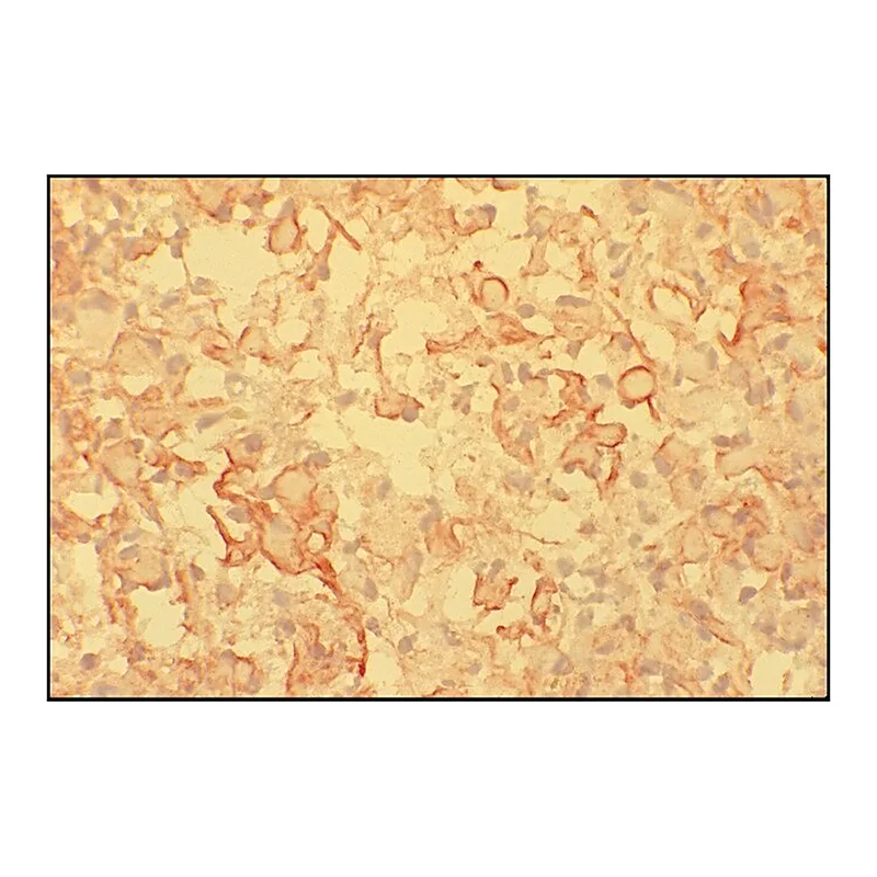 Merck Anti-Mouse IgM (mu-chain specific)-Peroxidase antibody produced in goat