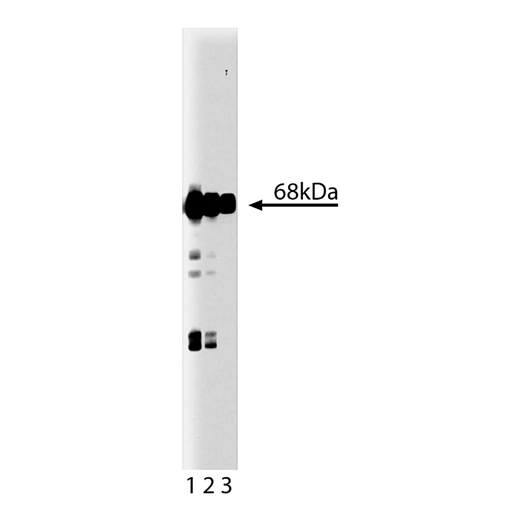 BD Purified Mouse Anti- Munc-18