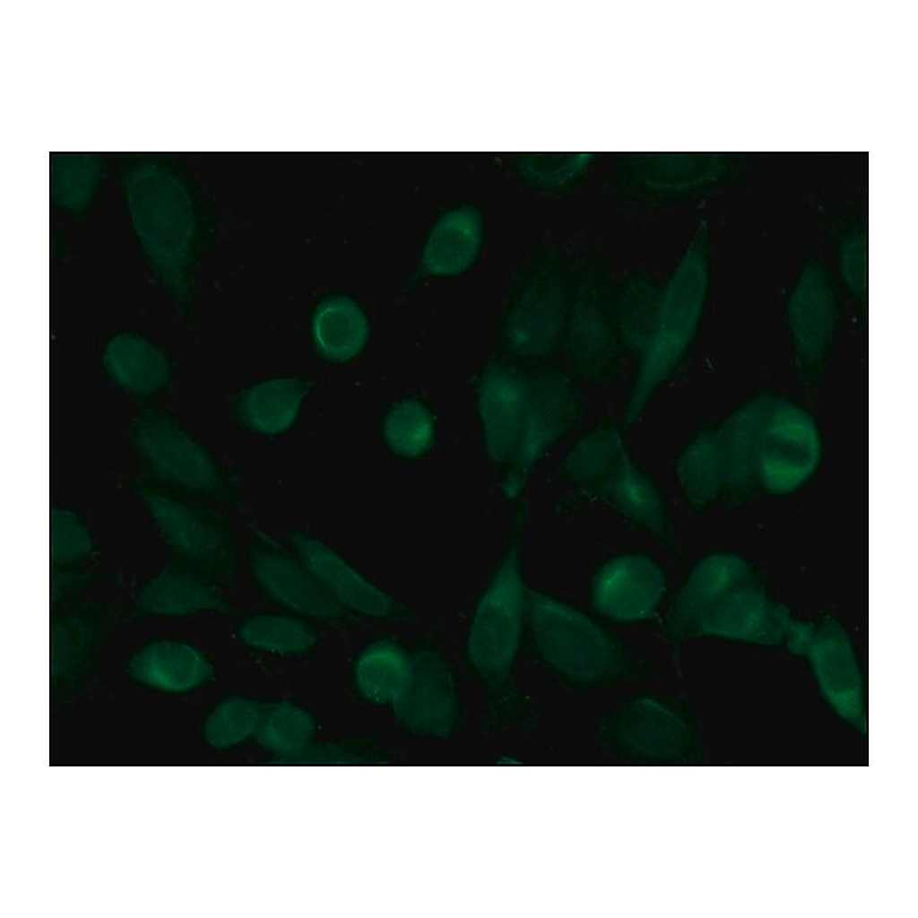 Merck Anti-Histone Deacetylase 10 (HDAC10) antibody produced in rabbit