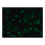 Merck Anti-Histone Deacetylase 10 (HDAC10) antibody produced in rabbit