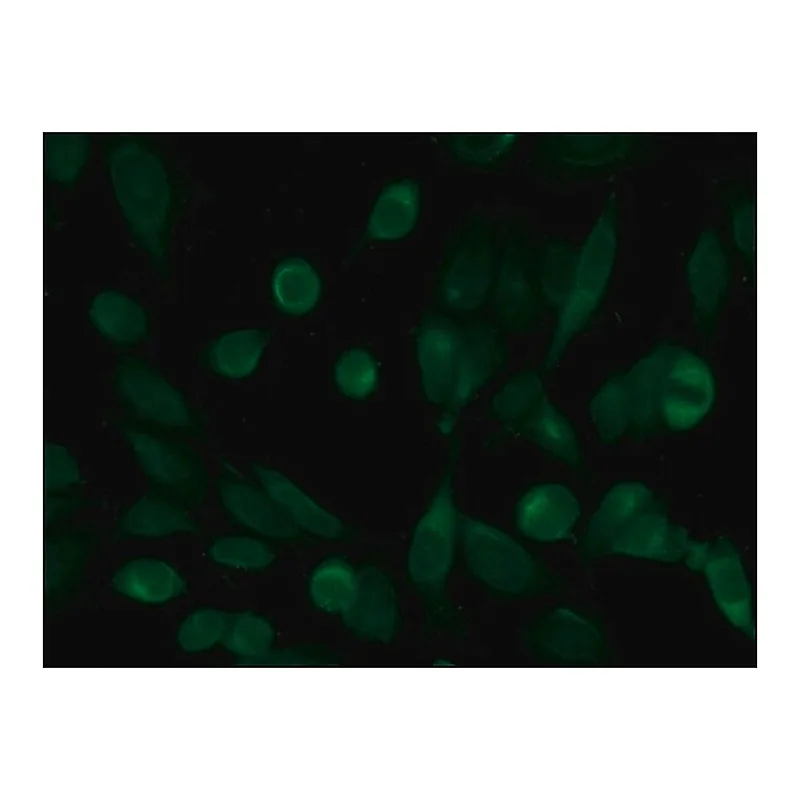Merck Anti-Histone Deacetylase 10 (HDAC10) antibody produced in rabbit
