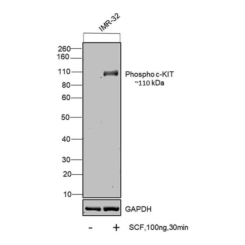Thermo Fisher Scientific Human SCF Recombinant Protein