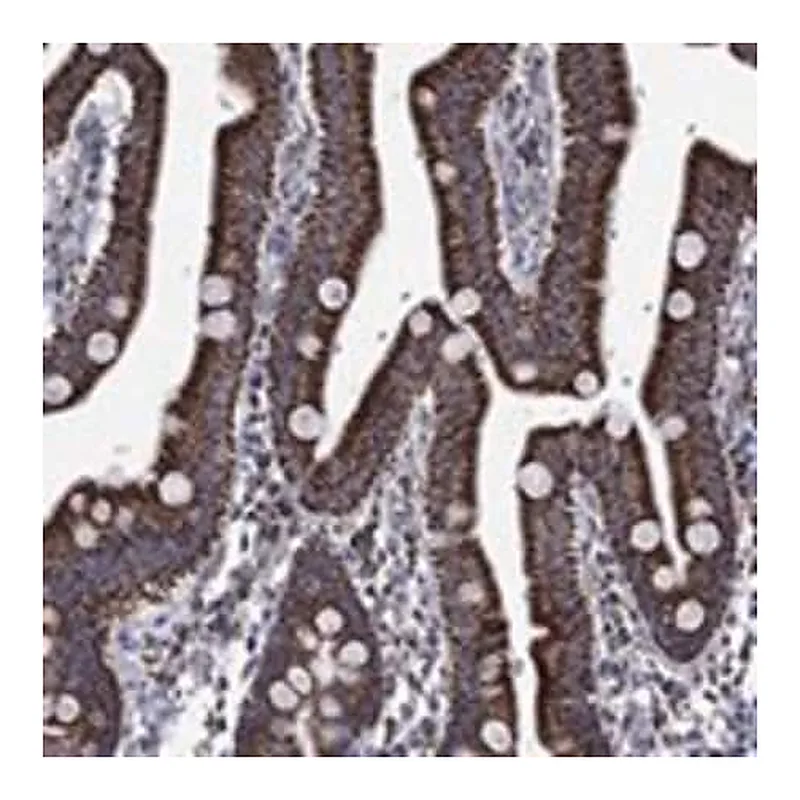 Merck Anti-RCE1 antibody produced in rabbit