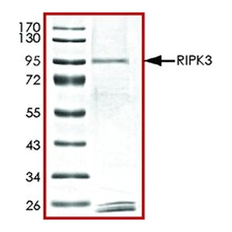 Merck RIPK3, ACTIVE, GST TAGGED, HUMAN