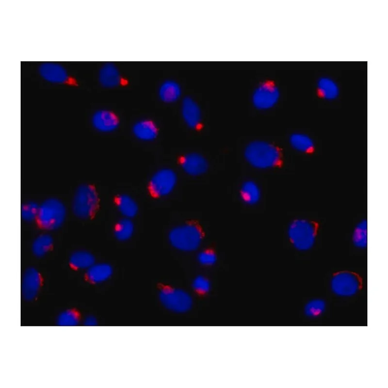 Merck Anti-Golph3 (N-terminal) antibody produced in rabbit