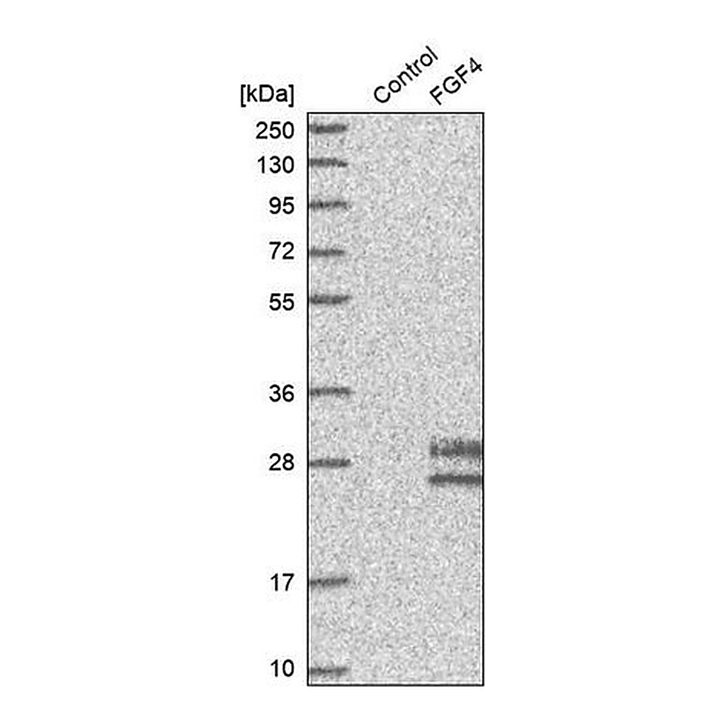 Merck Anti-FGF4 antibody produced in rabbit