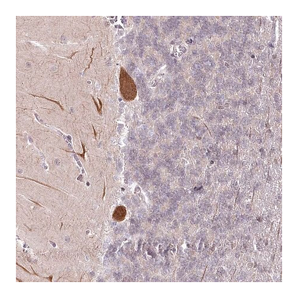 Merck Anti-AMTN antibody produced in rabbit