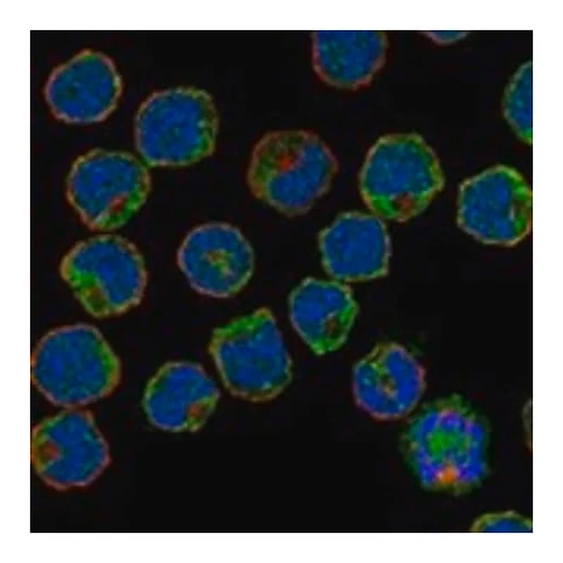 Merck Anti-SIGLEC6 antibody produced in rabbit