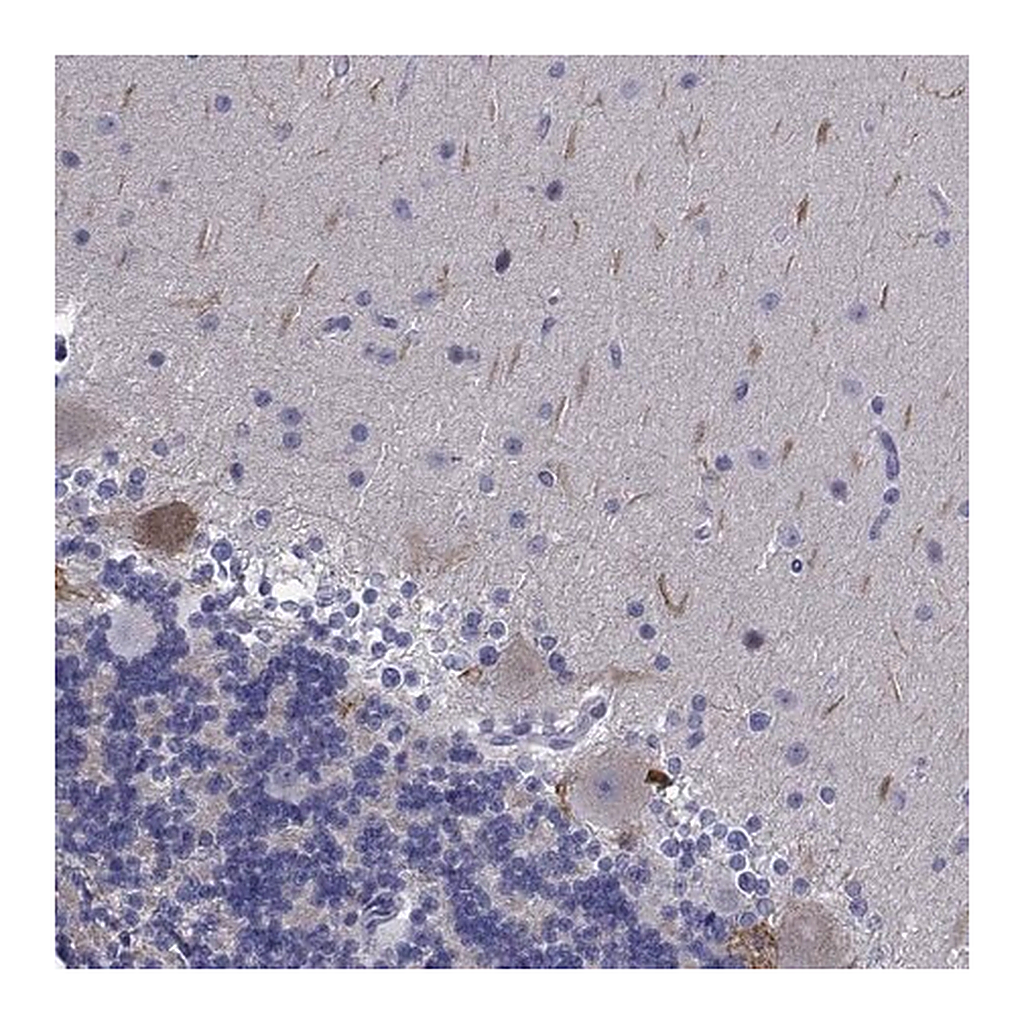 Merck Anti-PLXNA4 antibody produced in rabbit