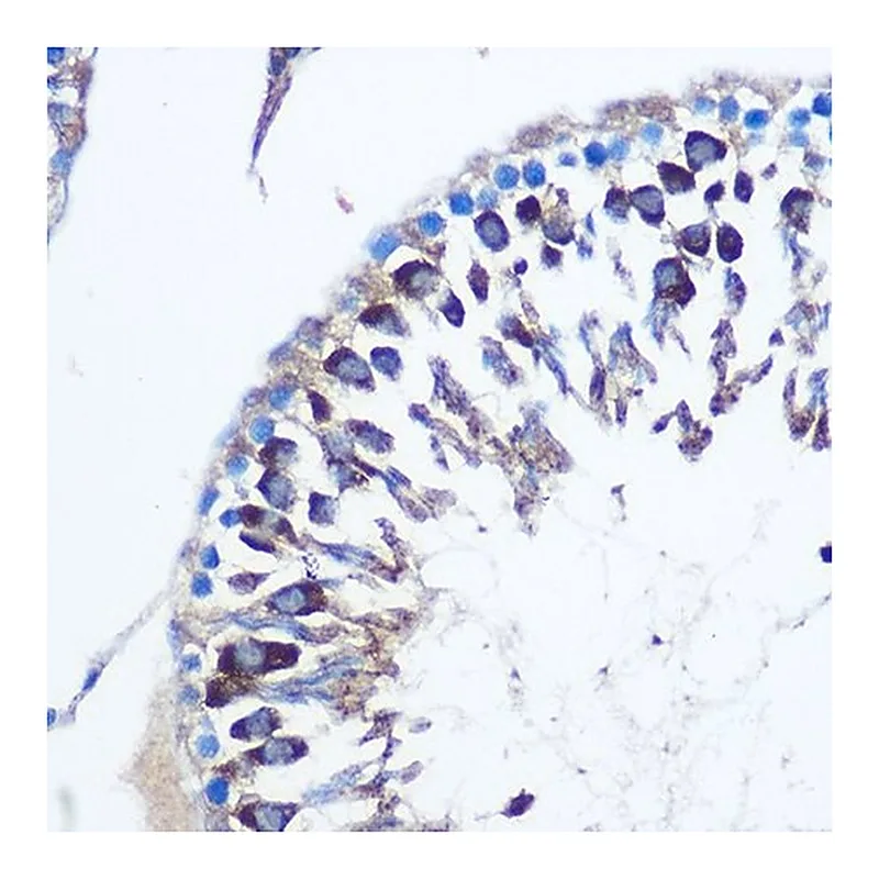 Merck Anti-CDK1 antibody produced in rabbit