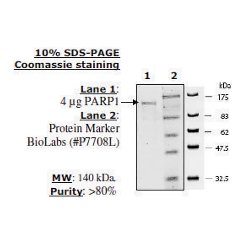 Merck PARP1 Active human