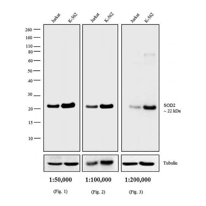 Thermo Fisher Scientific Bovine anti-Mouse IgG (H+L) Secondary Antibody, Biotin