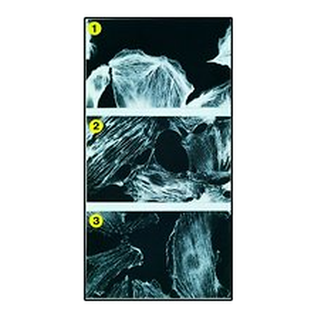 Merck MOUSE MONOCLONAL ANTI-MYOSIN (LIGHT    &