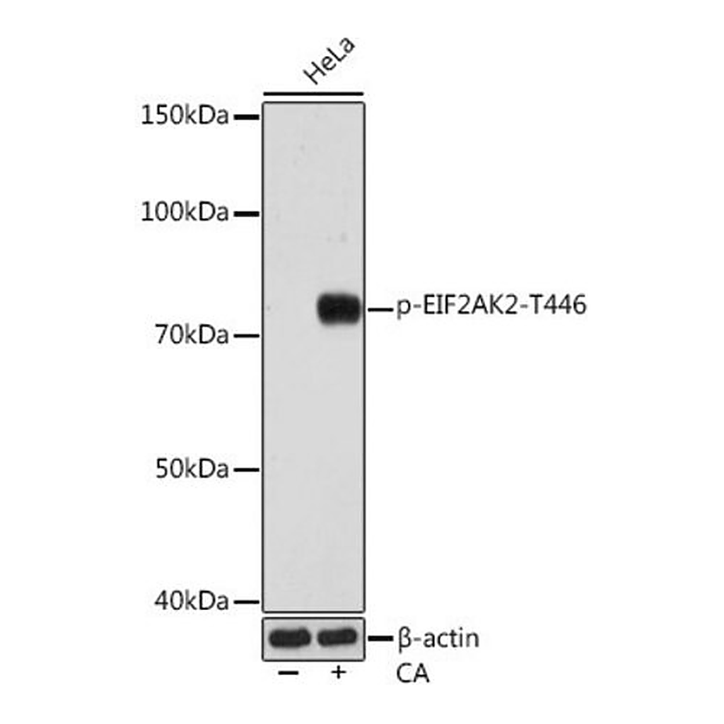Merck Anti-Phospho-PKR/EIF2AK2-T446 antibody produced in rabbit