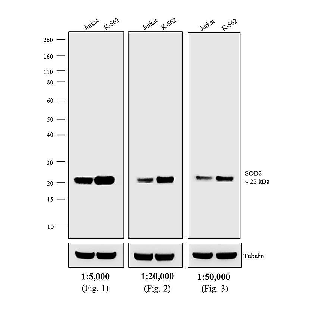 Thermo Fisher Scientific Goat anti-Mouse IgG (H+L) Secondary Antibody, AP