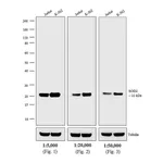 Thermo Fisher Scientific Goat anti-Mouse IgG (H+L) Secondary Antibody, AP