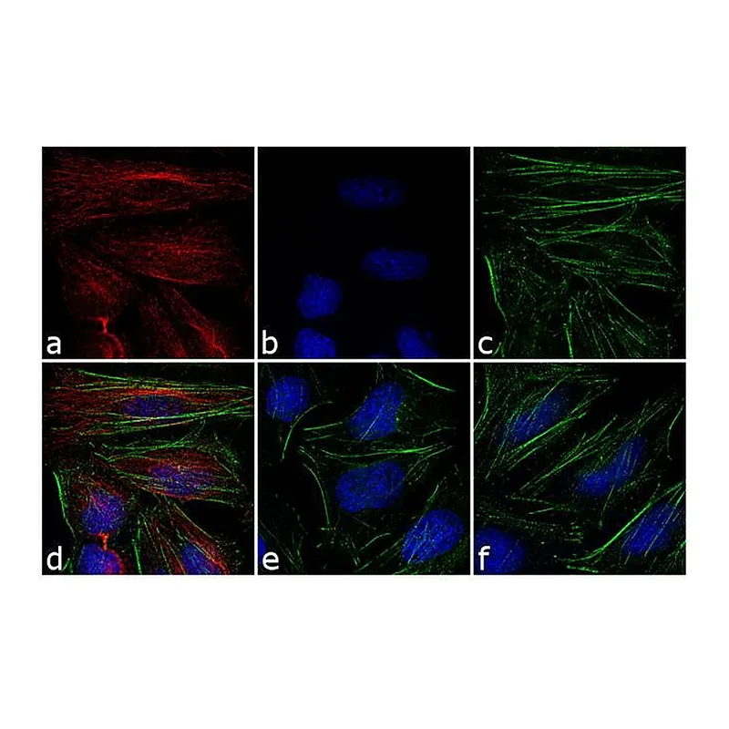 Thermo Fisher Scientific Donkey anti-Rabbit IgG (H+L) Cross-Adsorbed Secondary Antibody, DyLight 550