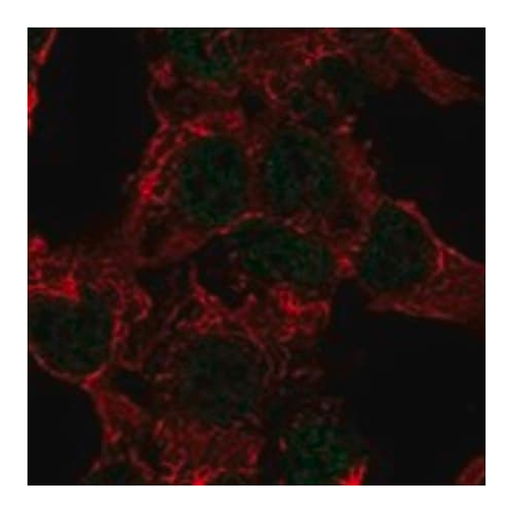 Merck Anti-SART3 antibody produced in rabbit