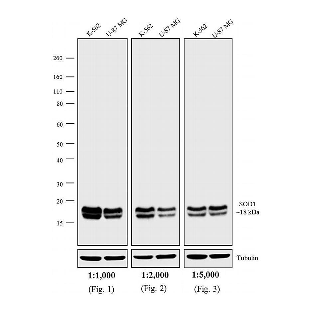 Thermo Fisher Scientific Goat anti-Mouse IgG (H+L) Secondary Antibody, AP