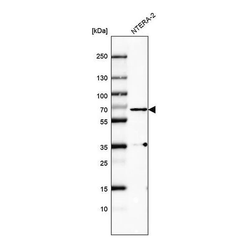 Merck Monoclonal Anti-PLK1 antibody produced in mouse