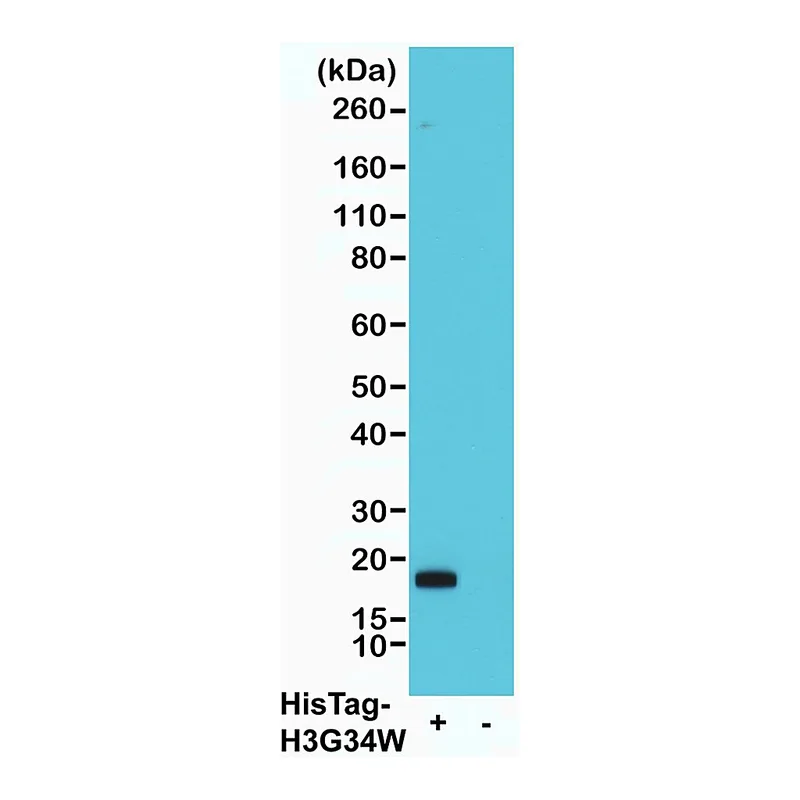 Merck BIOTIN ANTI-HIS-TAG ANTIBODY, RABBIT MON