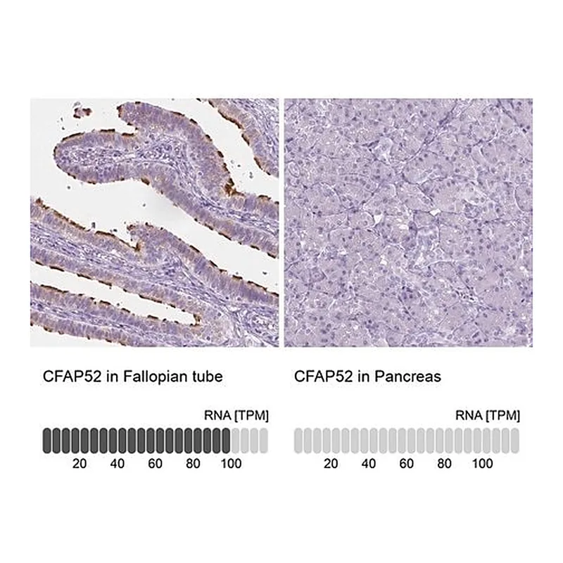 Merck Anti-CFAP52 antibody produced in rabbit